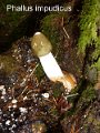 Phallus impudicus-amf1760